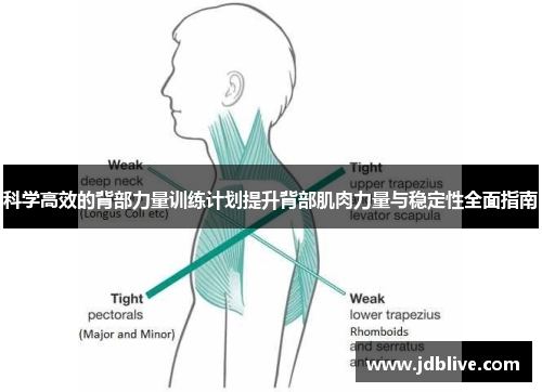 科学高效的背部力量训练计划提升背部肌肉力量与稳定性全面指南